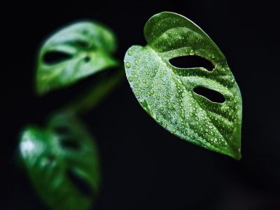 剑来 小说 水墨风格的江南小镇清晨，少年背着竹篓走过青石板路，屋檐滴着露水，画面清冷安静
